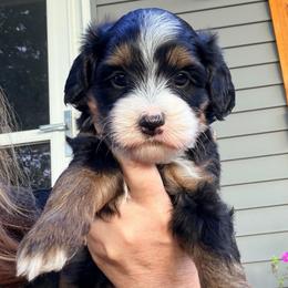 Black tri female - Tri-color female Bernedoodle puppy in Lincoln, Nebraska from GRand Doodles