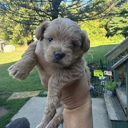 Brooke-Girl 2 - Red female Assorted Doodle Crosses puppy in River Falls, Wisconsin from Dottie's Doodles