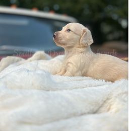 Emma - Cream female Dachshund puppy in Colbert, Georgia from Southern Drawl Dachshunds