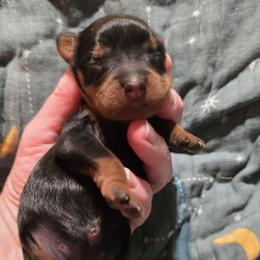 Boy 2 - Black and tan male Cavapoo puppy in Vancouver, Washington from Doo a Little Doodle