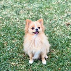 Princess - Pomeranian
