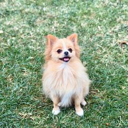 Princess - Pomeranian