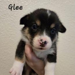 Glee - Black and tan male Pembroke Welsh Corgi puppy in Citrus Heights, California from The Joy of Corgis