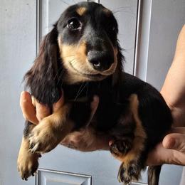 Flint 2,200 - Black and cream male Dachshund puppy in Tonopah, Arizona from Desert Diamond Dachshunds