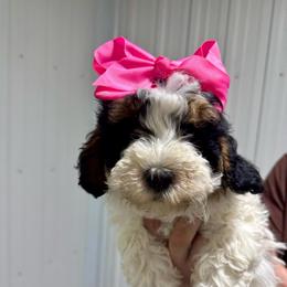 Abstract parti Pink - Black and white female Bernedoodle puppy in Petersburg, Michigan from Brittany’s Mini Bernedoodles