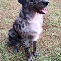 Australian Shepherd All Grown Up from Golden Aussies
