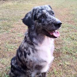 Australian Shepherd All Grown Up from Golden Aussies