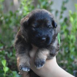 Green collar male - Sable male German Shepherd puppy in Marianna, Florida from Haus M Godwin