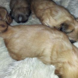 Shih Tzu Puppies from Highland Farms Shih Tzu & Imperial Beauties