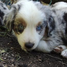 Boy 6 - male Miniature Australian Shepherd puppy in Sound Beach, New York from Awesome Aussies