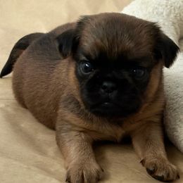 Blue - Black and tan male Brussels Griffon puppy in Austin, Texas from Griffs & Co.