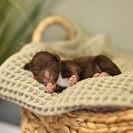 Chocolate - male Australian Mountain Doodle puppy in Spanish Fork, Utah from Little Puppy Co.