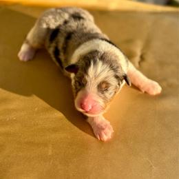 Harvest - Blue merle male Australian Shepherd puppy in Beaverdam, Virginia from Cimmarun Farm Aussies