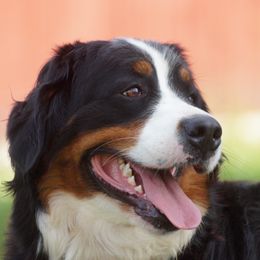 Daizie  - Bernese Mountain Dog