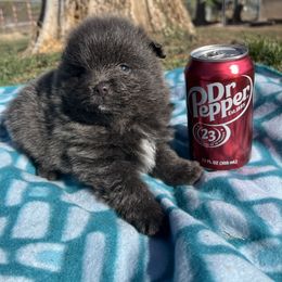 Pomeranian Puppies from Royal Paws Of Colorado