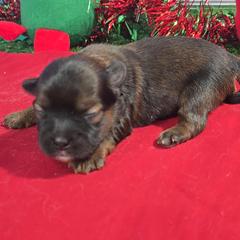 Joy - Black gold and white female Shorkie puppy in Aurora, Missouri from KnJ Precious Paws LLC