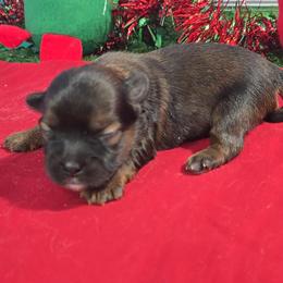 Joy - Black gold and white female Shorkie puppy in Aurora, Missouri from KnJ Precious Paws LLC