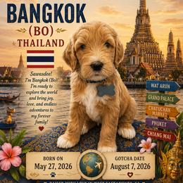 Brown Collar - Bangkok (Bo), (Thailand) - Apricot male Goldendoodle puppy in West Sacramento, California from Pomegranate Doodles