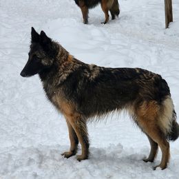 Willow - Belgian Tervuren