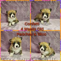 Confetti - Red female Pembroke Welsh Corgi puppy in Kiowa, Colorado from Cool Water Corgis LLC