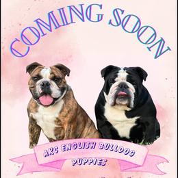 Bulldog puppies from Wright Way Retrievers