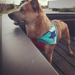 STUD - Red mottled male Australian Cattle Dog puppy in Buffalo Valley, Tennessee from Buffalo Valley Breeders