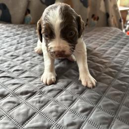 Boy 4 - Liver and white male Brittany puppy in Adairsville, Georgia from Rocking L Farms