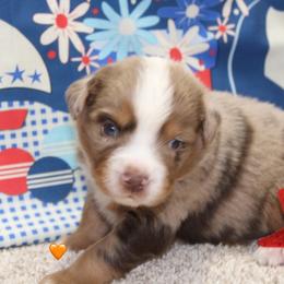 Orange collar - Red merle male Miniature Australian Shepherd puppy in Ronan, Montana from Dirt Road Aussie’s of Montana