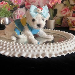 Assorted Doodle Crosses, Maltese, and Poodle Puppies from House of Poodles
