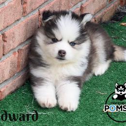 Edward - Black and white male Pomsky puppy in Eastman, Georgia from Once Upon A Pomsky