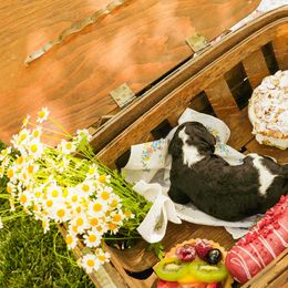 Poodle Puppies from Setting the Standard Poodles