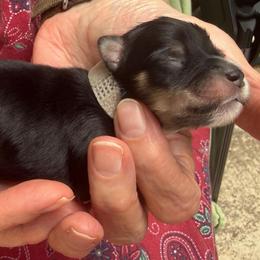Noir Black Tri Black Tan White boy grey collar - Black male Miniature Schnauzer puppy in Temple, Texas from Schnauzers Of Taylor
