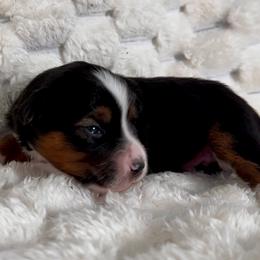 Glinda - Black tri female Miniature Australian Shepherd puppy in Rindge, New Hampshire from Lil' Bit Aussie