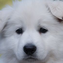Pink collar - Berger Blanc Suisse puppy in Graham, Washington from Itrek White Swiss Shepherds
