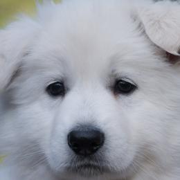 Pink collar - Berger Blanc Suisse puppy in Graham, Washington from Itrek White Swiss Shepherds
