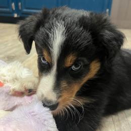 Oaken - Black tri-color male Australian Shepherd puppy in Hemet, California from Perfect Companion Aussie's