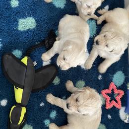 Golden Retriever Puppies from Wine Country Goldens