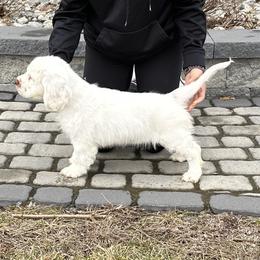 Glory - White female Clumber Spaniel puppy in Stafford Springs, Connecticut from Mixed Signals Farm