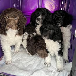 Poodle Puppies from Apricity Poodles