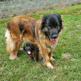 Leonberger Puppies from Corazon de Leon Leonbergers