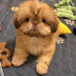 Ava - Liver female Shih Tzu puppy in Galveston, Texas from 🌗 New Moon Shih Tzu 🌗