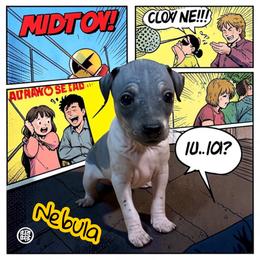 Nebula - Black tan and white female American Hairless Terrier puppy in Buckingham, Illinois from Gaus Hof