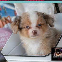 Darling - Red merle female Toy Australian Shepherd puppy in Granbury, Texas from Texas Miniature Aussies