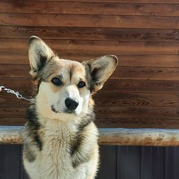Fern  - Pembroke Welsh Corgi