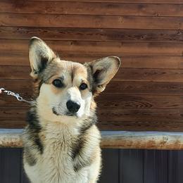 Fern  - Pembroke Welsh Corgi