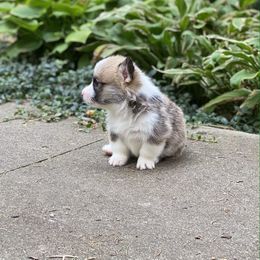 Pembroke Welsh Corgi Puppies from A&A’s Adorable Corgis