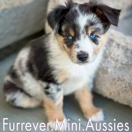 Miniature Australian Shepherd All Grown Up from Furrever.Mini.Aussies.llc
