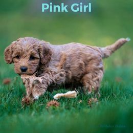 Girl 3 - Australian Labradoodle puppy in Darien, Connecticut from Nutmeg by the Sea Australian Labradoodles