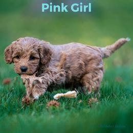 Girl 3 - Australian Labradoodle puppy in Darien, Connecticut from Nutmeg by the Sea Australian Labradoodles