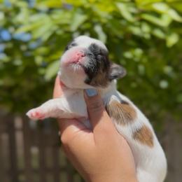 Butterfly Flutter (Pippin) - Brindle and white female Shih Tzu puppy in Cedar Hill, Texas from Puppy Paper House